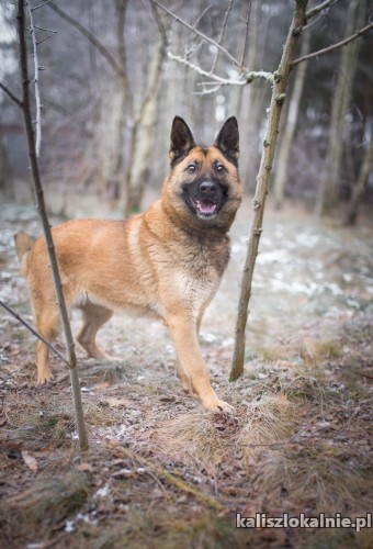 cud-malina-dziewczyna-sunia-w-typie-owczarka-adopcja-44832-kalisz.jpg