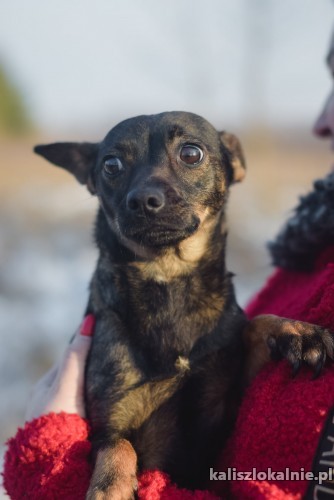 malenka-mini-cudna-kruszyna-do-adopcji-44843-kalisz.jpg