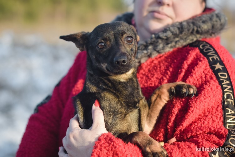 malenka-mini-cudna-kruszyna-do-adopcji-44843-psy.jpg