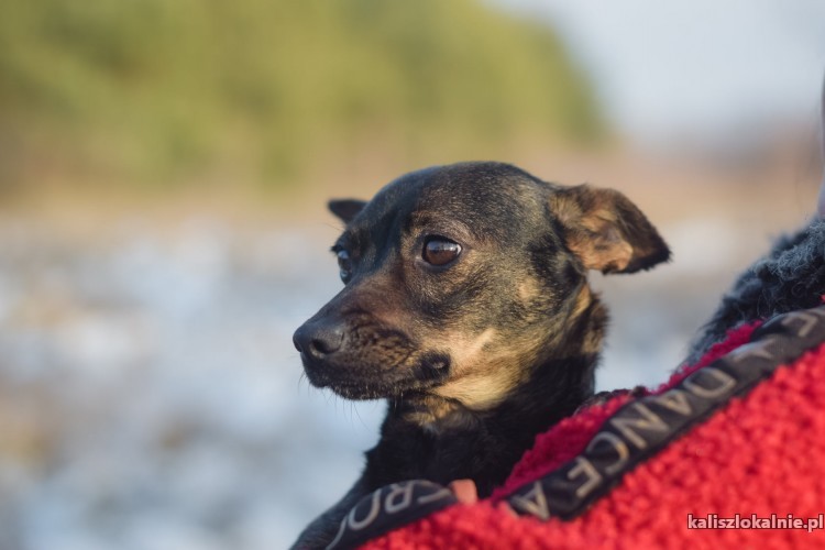 malenka-mini-cudna-kruszyna-do-adopcji-44843-zdjecia.jpg