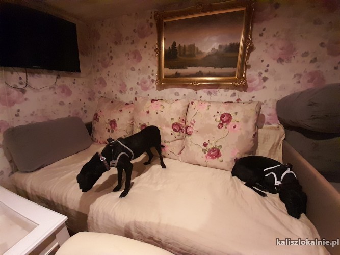dwie-cudne-domowe-sunie-do-pokochania-44850-kalisz-do-sprzedania.jpg