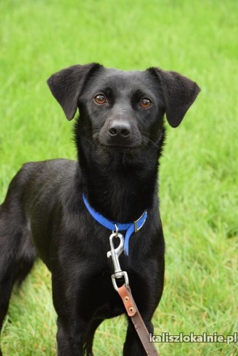 sali-czarna-perelka-nieduza-wesola-sunia-do-adopcji-44902-kalisz-foto.jpg