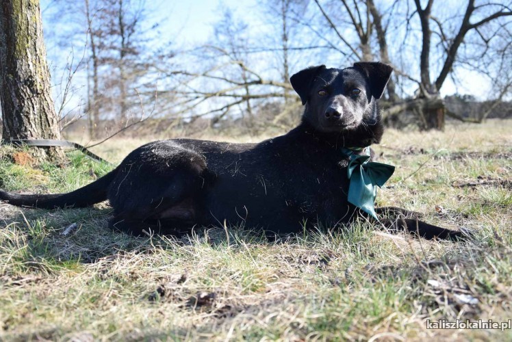 sali-czarna-perelka-nieduza-wesola-sunia-do-adopcji-44902-kalisz.jpg