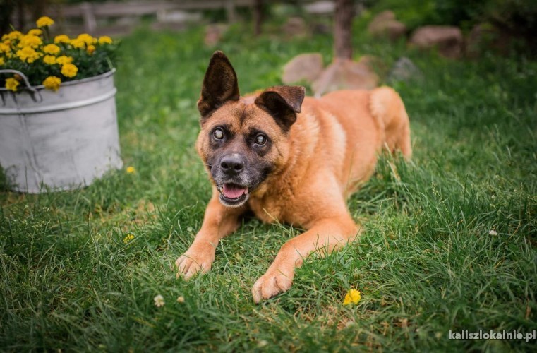 wiesio-grzeczny-kochany-psiak-zapatrzony-w-czlowieka-44905-kalisz-foto.jpg