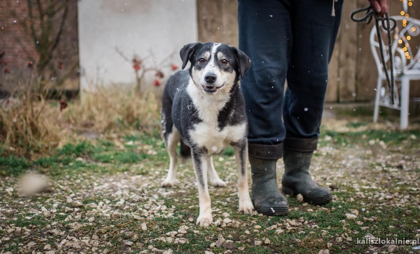 psi-aniol-wspaniala-sunia-tricolor-do-adopcji-44906-kalisz-do-sprzedania.jpg