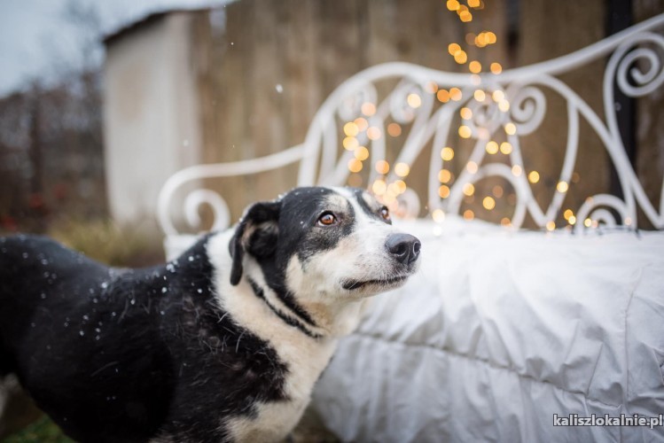 psi-aniol-wspaniala-sunia-tricolor-do-adopcji-44906-kalisz-foto.jpg