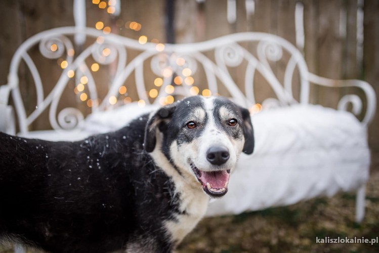 psi-aniol-wspaniala-sunia-tricolor-do-adopcji-44906-kalisz-na-sprzedaz.jpg