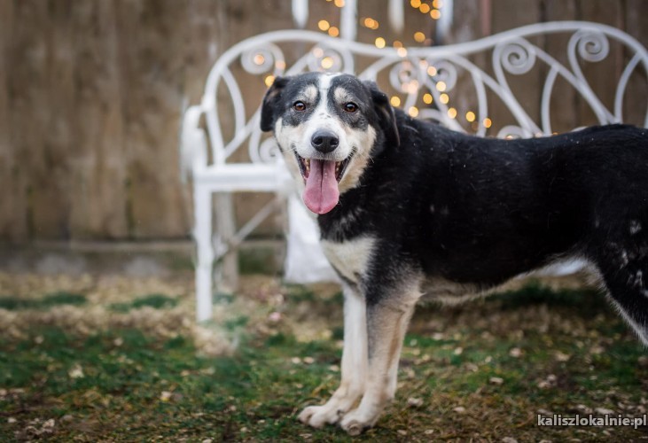 psi-aniol-wspaniala-sunia-tricolor-do-adopcji-44906-kalisz.jpg