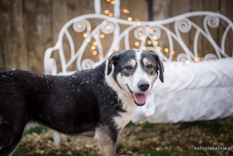 psi-aniol-wspaniala-sunia-tricolor-do-adopcji-44906-psy.jpg