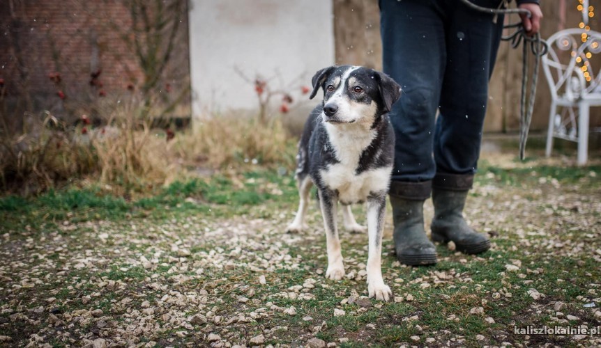 psi-aniol-wspaniala-sunia-tricolor-do-adopcji-44906-sprzedam.jpg
