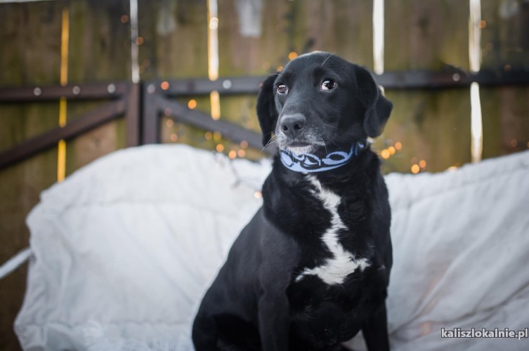 koki-energiczny-niekonfliktowy-wesolek-do-pokochania-44913-kalisz-foto.jpg