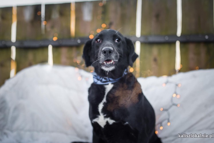 koki-energiczny-niekonfliktowy-wesolek-do-pokochania-44913-kalisz.jpg