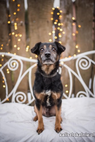niko-wesoly-psiak-wyrzucony-jak-zbedna-rzecz-pokochaj-go-44924-kalisz-do-sprzedania.jpg