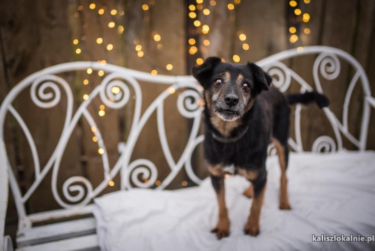 niko-wesoly-psiak-wyrzucony-jak-zbedna-rzecz-pokochaj-go-44924-kalisz-foto.jpg