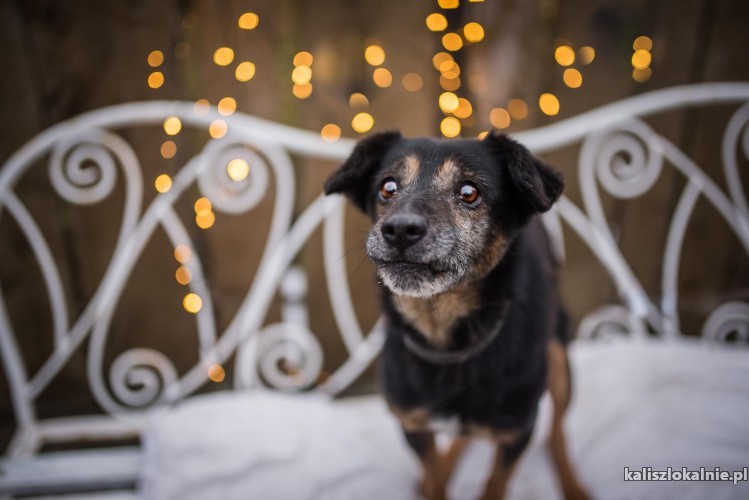 niko-wesoly-psiak-wyrzucony-jak-zbedna-rzecz-pokochaj-go-44924-kalisz.jpg