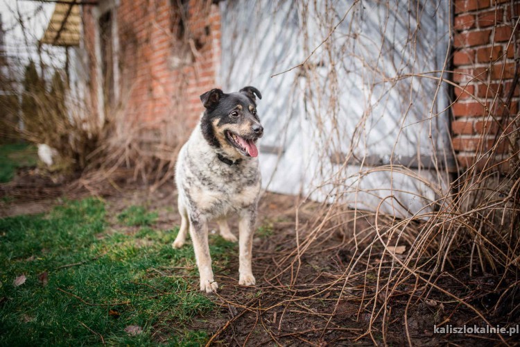 lucus-nakrapiane-cudo-przyjazny-spokojny-psiak-44933-kalisz-na-sprzedaz.jpg