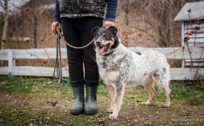 lucus-nakrapiane-cudo-przyjazny-spokojny-psiak-44933-kalisz.jpg