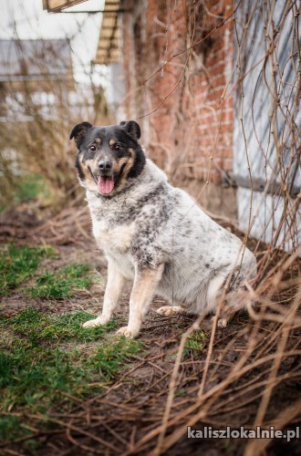 lucus-nakrapiane-cudo-przyjazny-spokojny-psiak-44933-psy.jpg