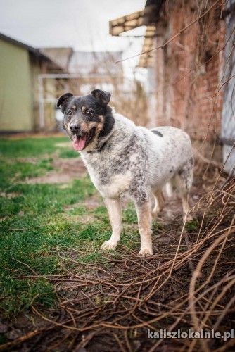lucus-nakrapiane-cudo-przyjazny-spokojny-psiak-44933-sprzedam.jpg