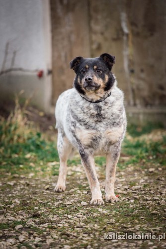lucus-nakrapiane-cudo-przyjazny-spokojny-psiak-44933-zdjecia.jpg
