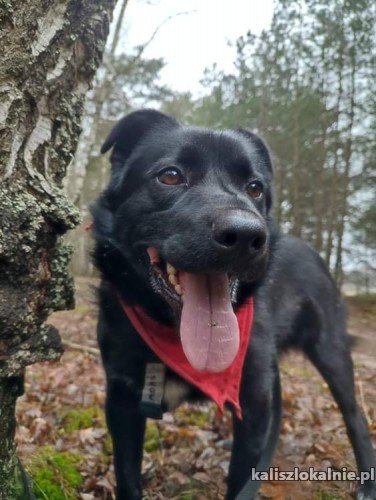 adas-uroczy-kochany-psiak-do-adopcji-44942-sprzedam.jpg