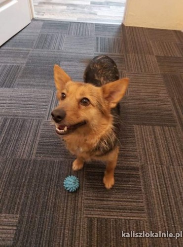 lisia-mala-kochana-domowa-sunia-szuka-domu-44987-kalisz.jpg