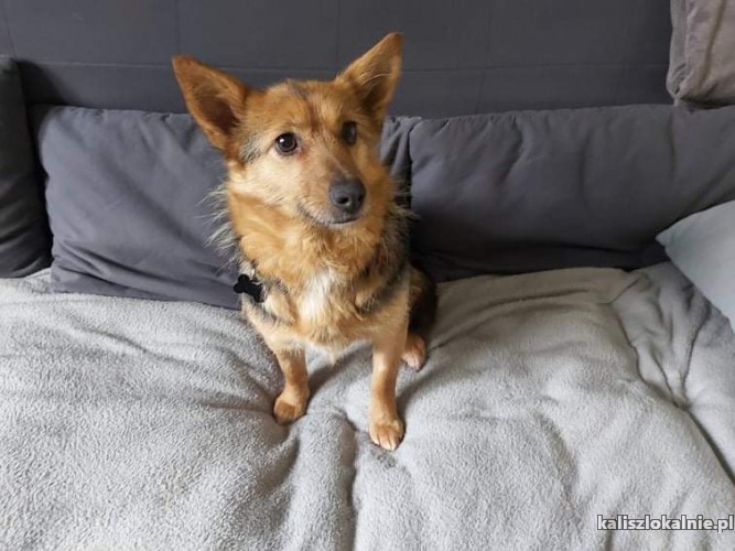 lisia-mala-kochana-domowa-sunia-szuka-domu-44987-sprzedam.jpg