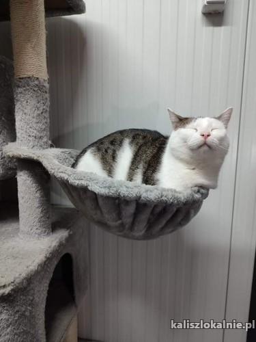 maciek-piekny-mlody-czysty-kocurek-szuka-domu-45000-kalisz.jpg