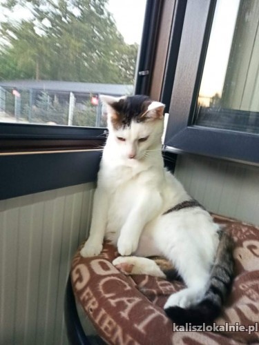 maciek-piekny-mlody-czysty-kocurek-szuka-domu-45000-sprzedam.jpg