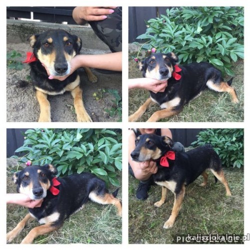 mikolaj-niekonfliktowy-grzeczny-domowy-psiak-45003-sprzedam.jpg