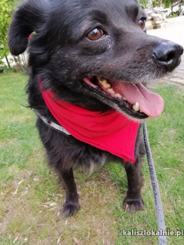 kochany-romus-przyjazny-psiak-szuka-kochajacego-domu-45010-kalisz.jpg