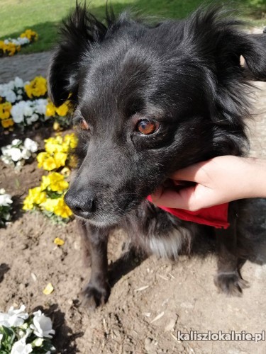 kochany-romus-przyjazny-psiak-szuka-kochajacego-domu-45010-psy.jpg