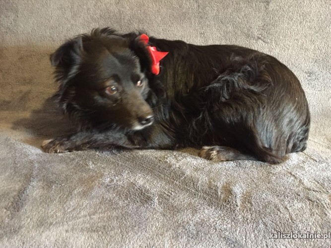 kochany-romus-przyjazny-psiak-szuka-kochajacego-domu-45010-sprzedam.jpg