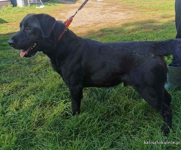 wasyl-w-typie-labradora-pilnie-szuka-domu-45026-kalisz.jpg