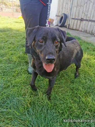 wasyl-w-typie-labradora-pilnie-szuka-domu-45026-sprzedam.jpg