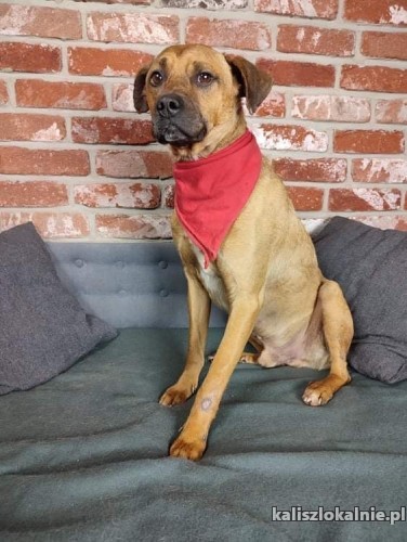 lagodny-przyjazny-wiesio-mlody-i-spokojny-psiak-45032-sprzedam.jpg