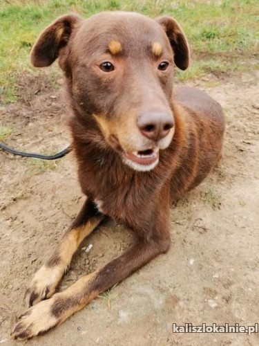 przepiekny-mlodziutki-przyjacielski-choco-szuka-domu-45046-kalisz.jpg