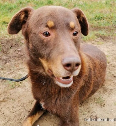 przepiekny-mlodziutki-przyjacielski-choco-szuka-domu-45046-zdjecia.jpg