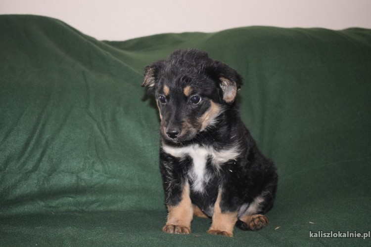 8-tygodniowe-maluszki-do-pokochania-45047-kalisz-na-sprzedaz.jpg