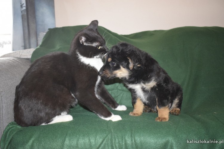 8-tygodniowe-maluszki-do-pokochania-45047-kalisz.jpg
