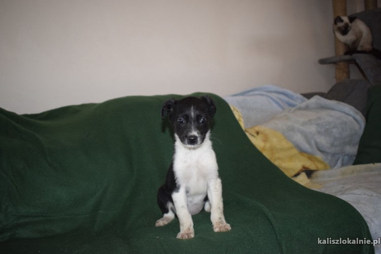 8-tygodniowe-maluszki-do-pokochania-45047-sprzedam.jpg