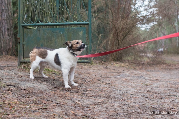 mlodziutki-erni-maly-przyjazny-piesio-45125-kalisz.jpg