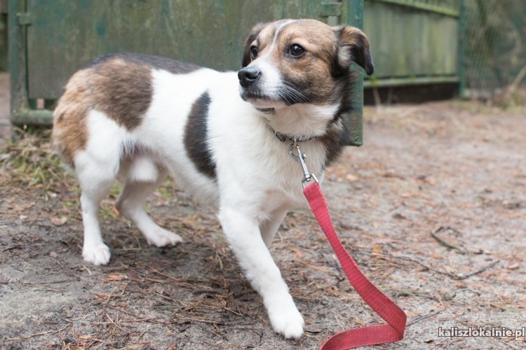 mlodziutki-erni-maly-przyjazny-piesio-45125-psy.jpg