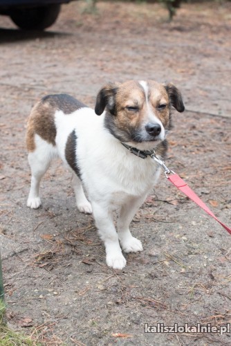 mlodziutki-erni-maly-przyjazny-piesio-45125-sprzedam.jpg