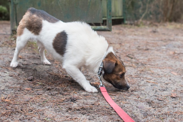 mlodziutki-erni-maly-przyjazny-piesio-45125-zdjecia.jpg