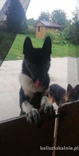 karol-piekny-mlody-pies-w-typie-karelskiego-psa-na-niedzwiedzie-45126-kalisz.jpg