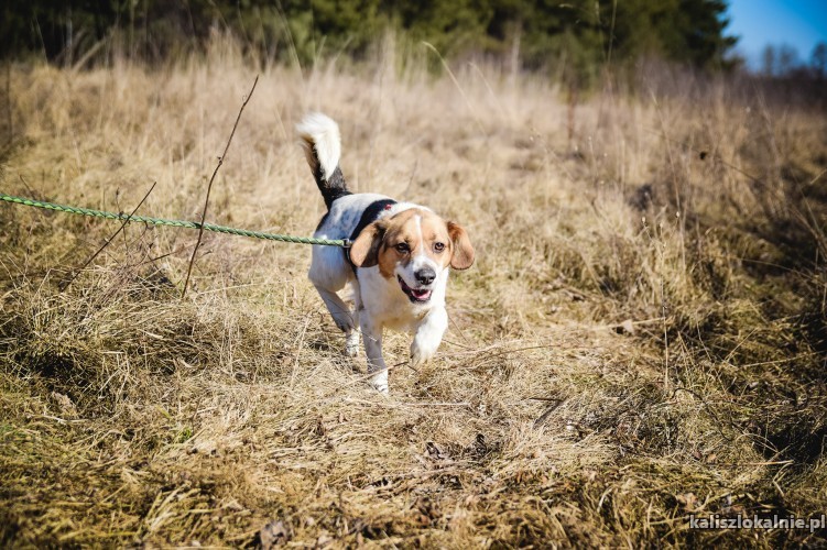 beni-mlody-pelen-radosci-beagle-mix-szuka-domu-45227-sprzedam.jpg