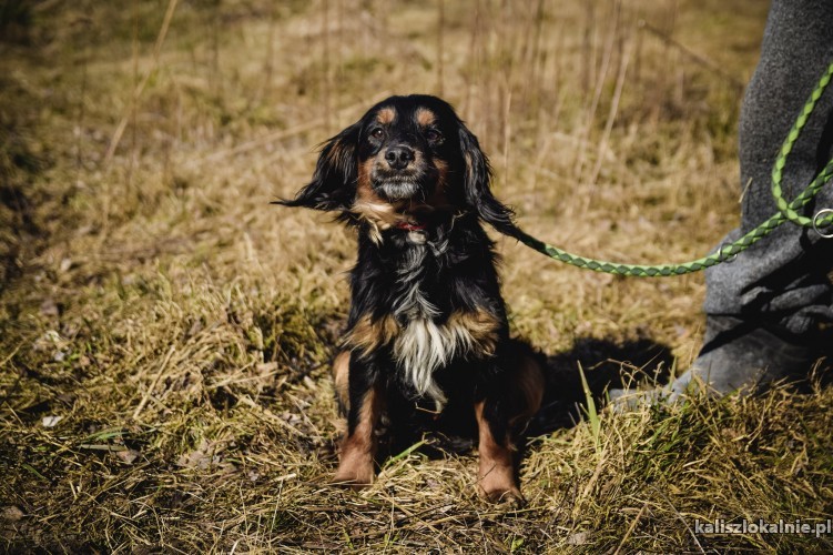 faworek-w-typie-spaniela-szuka-domku-45228-kalisz.jpg