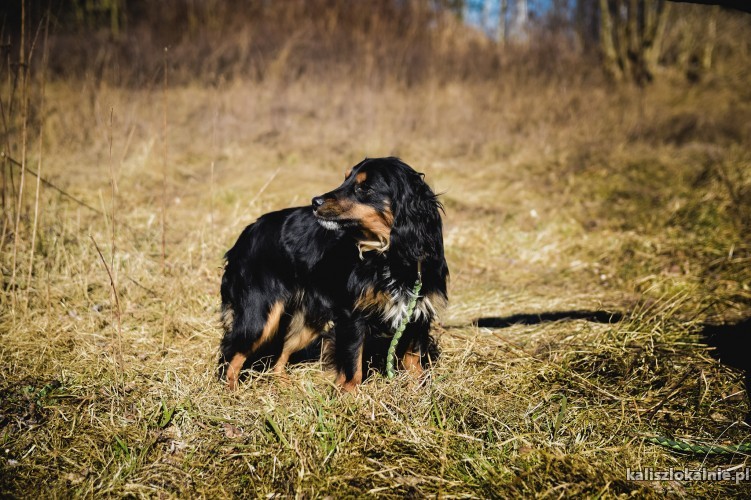 faworek-w-typie-spaniela-szuka-domku-45228-sprzedam.jpg
