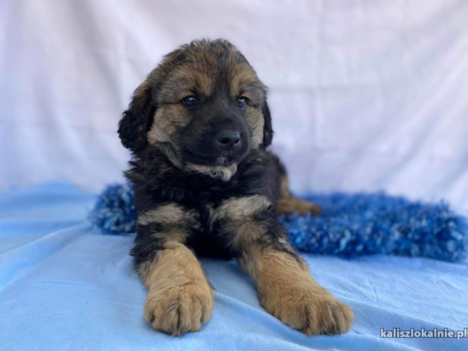 dwa-cudne-szczeniaki-szukaja-kochajacych-domow-45239-kalisz.jpg